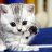 kitty